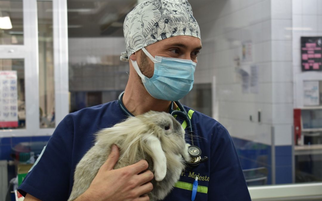 Les super-héros portent des calots : un hommage à celles et ceux qui soignent les animaux
