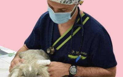 Pourquoi le lapin rieur travaille pour les vétérinaires